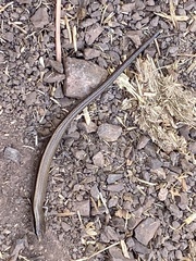 Ablepharus kitaibelii