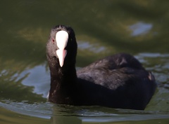 Fulica atra