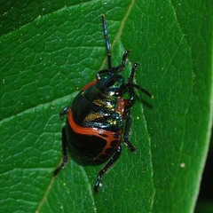 Poecilocoris lewisi