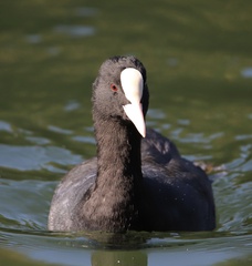 Fulica atra