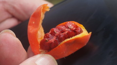 Tabernaemontana pandacaqui
