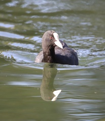 Fulica atra