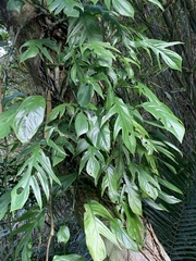 Epipremnum pinnatum