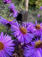 Cerceris rybyensis