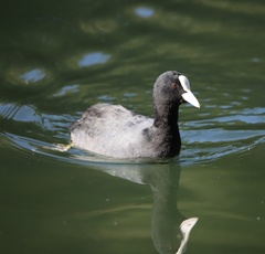 Fulica atra