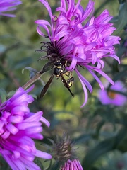 Cerceris rybyensis