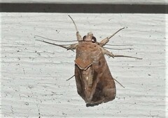 Chrysodeixis includens