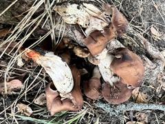 Leratiomyces