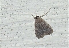 Eudonia heterosalis
