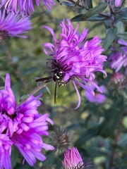 Cerceris rybyensis