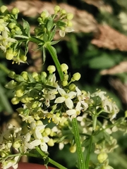 Galium album