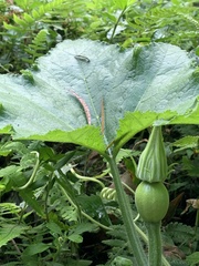 Cucurbita