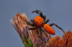 Phidippus cardinalis