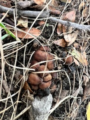 Leratiomyces