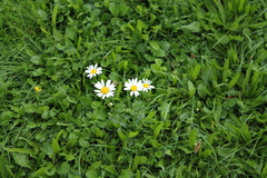 Leucanthemum vulgare