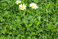 Leucanthemum vulgare