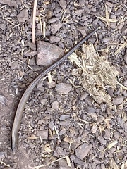 Ablepharus kitaibelii