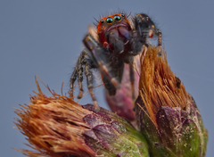 Phidippus cardinalis