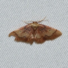 Idaea demissaria