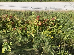 Viburnum opulus opulus