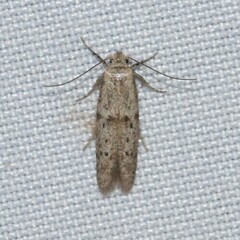 Hypatopa punctiferella