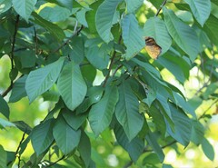 Alnus serrulata