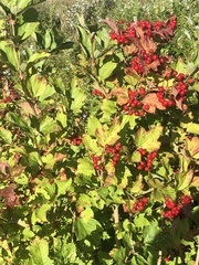 Viburnum opulus opulus