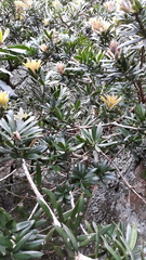 Podocarpus latifolius