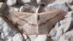 Scopula imitaria