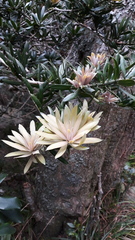 Podocarpus latifolius