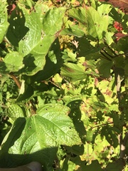 Viburnum opulus opulus