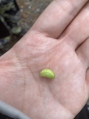 Apoda limacodes