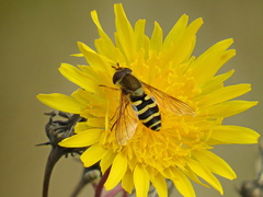 Syrphus torvus
