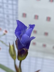 Gentianopsis