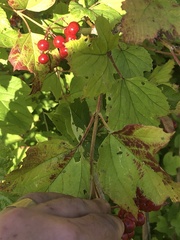 Viburnum opulus opulus