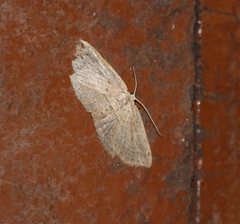 Phalacra