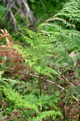 Pteris tremula