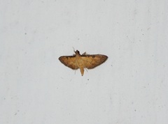 Tatobotys