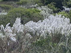 Eriocephalus racemosus