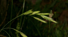 Bromus catharticus