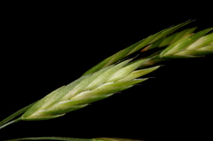 Bromus catharticus