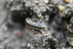 Asiomorpha coarctata