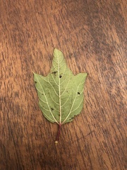 Viburnum opulus opulus