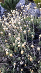 Syncarpha speciosissima