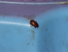 Coleoptera