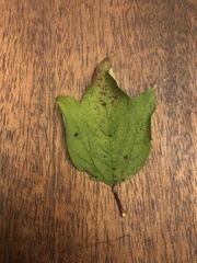 Viburnum opulus opulus