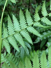 Alsophila spinulosa