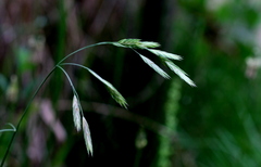 Bromus catharticus