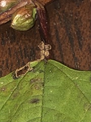 Viburnum opulus opulus