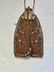 Euchaetis rhizobola